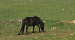 Paseos a caballo